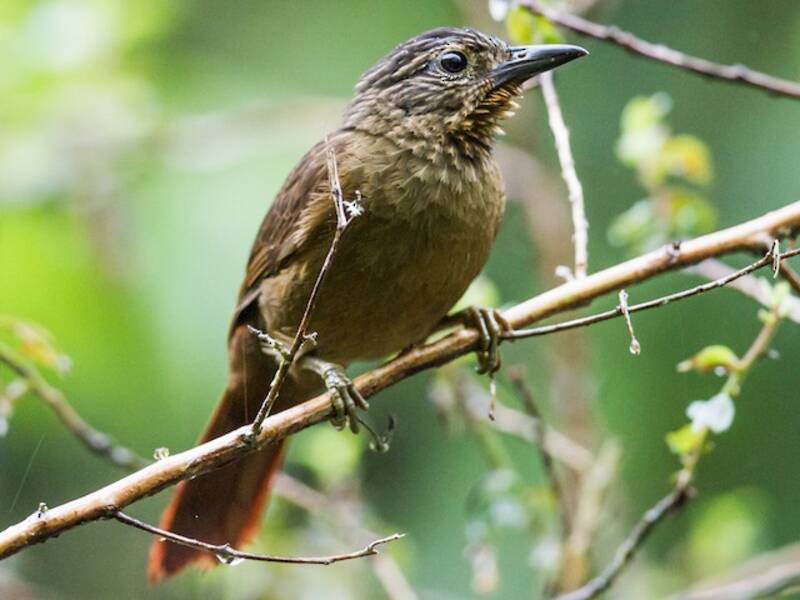Trepador Piquinegro