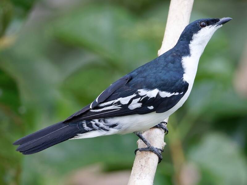 Black-browed Triller, 照片 3