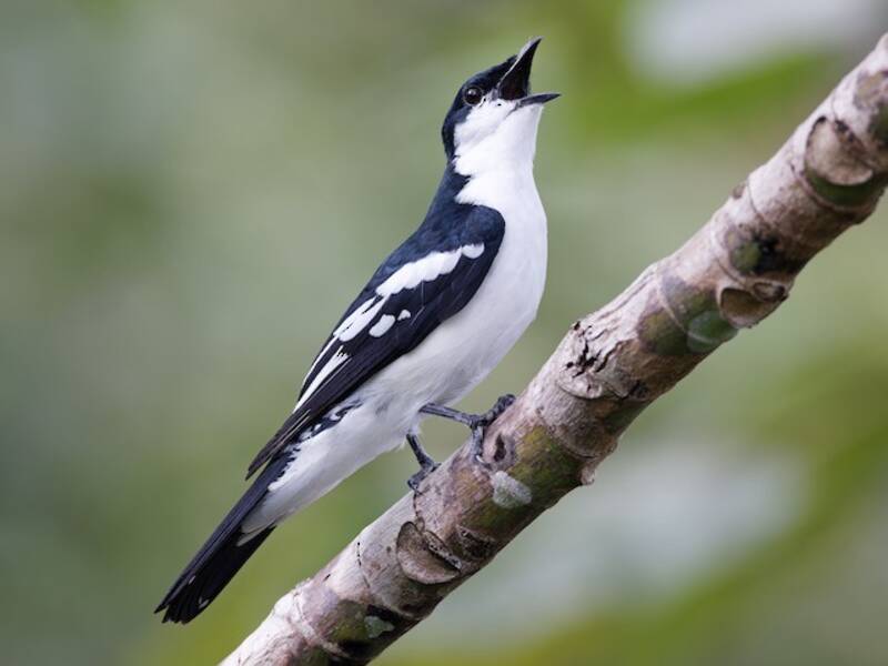 Black-browed Triller
