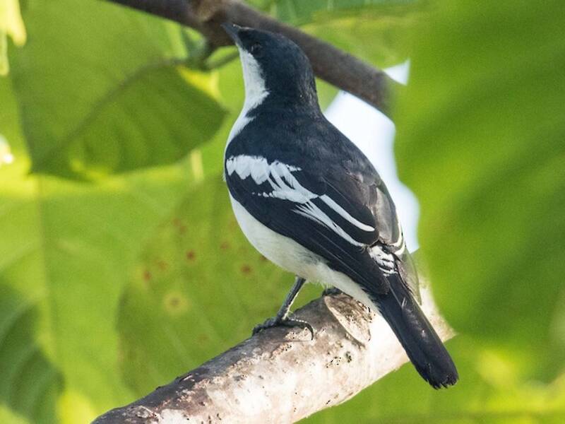 Black-browed Triller, 照片 4