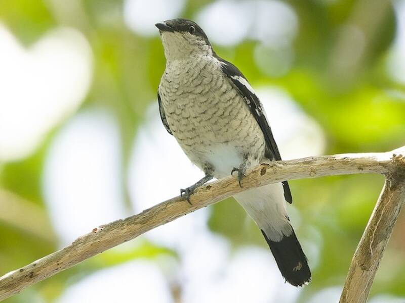 Black-browed Triller, 照片 2