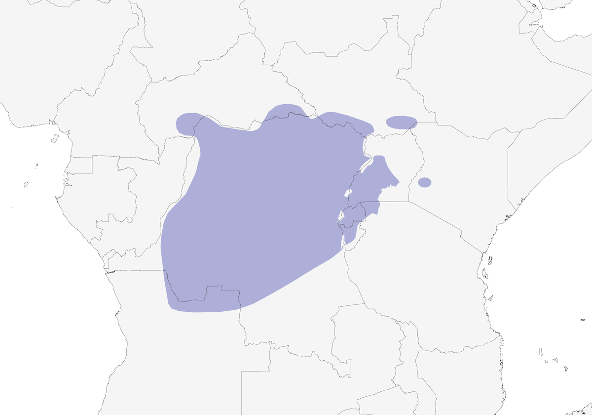 Touraco à bec noir, Distribution 1
