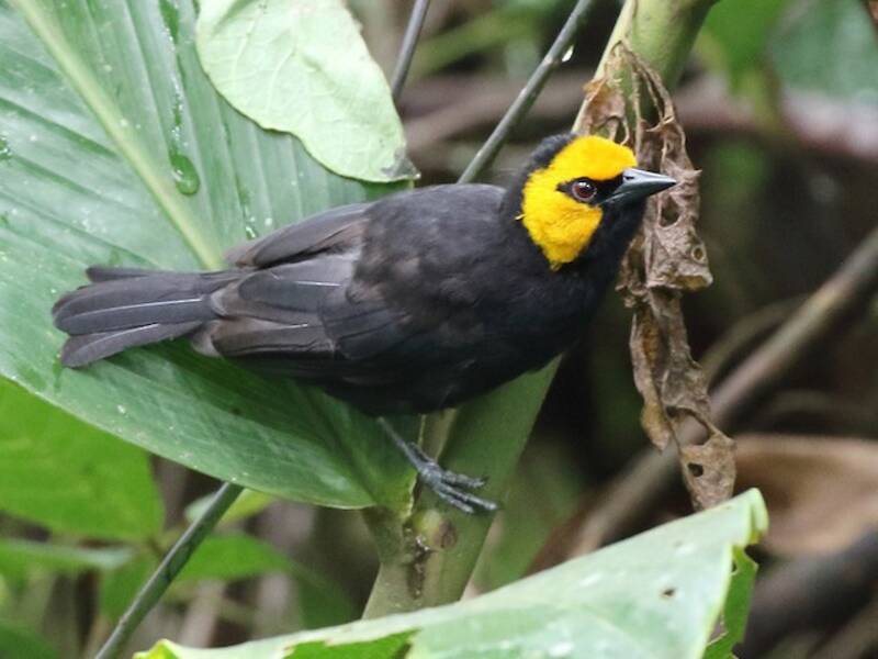 Black-billed Weaver, Photos 3