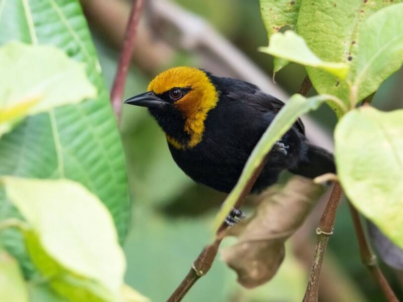 Black-billed Weaver, Photos 2