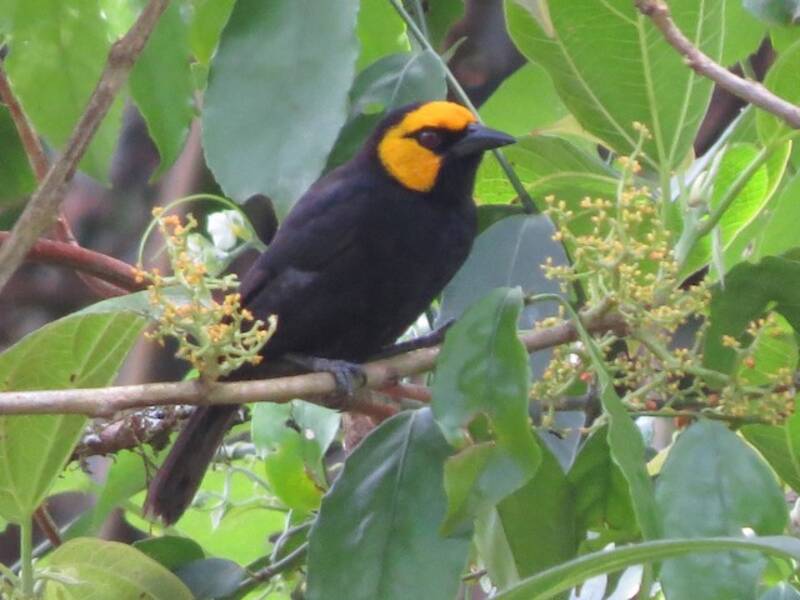 Black-billed Weaver