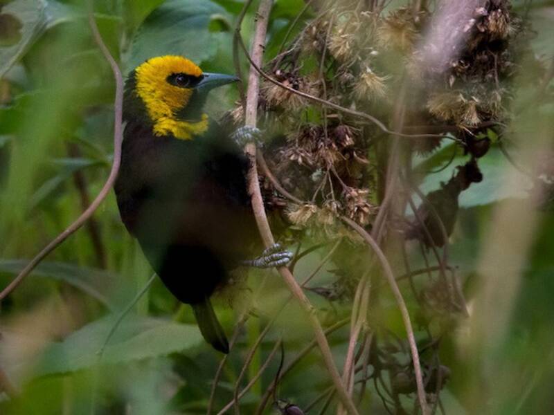 Black-billed Weaver, Photos 4