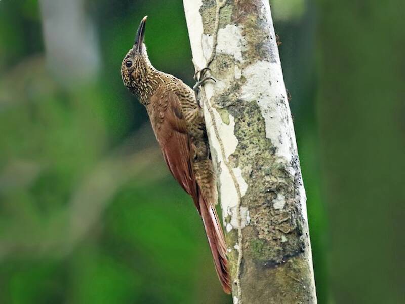 Black-banded Woodcreeper (Dendrocolaptes picumnus)