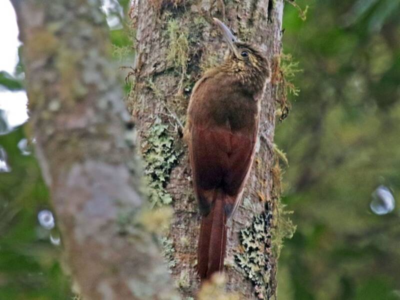 Black-banded Woodcreeper, Photos 2