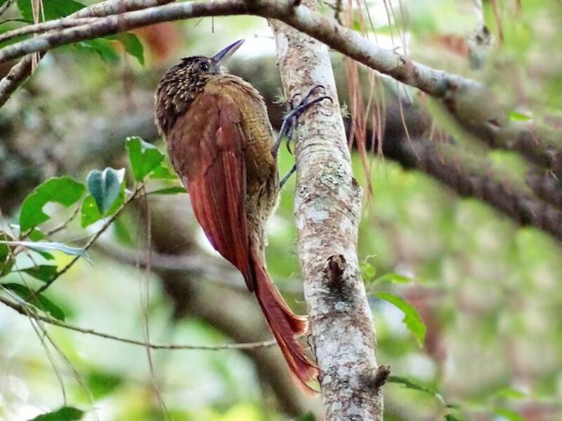 Black-banded Woodcreeper, Photos 3