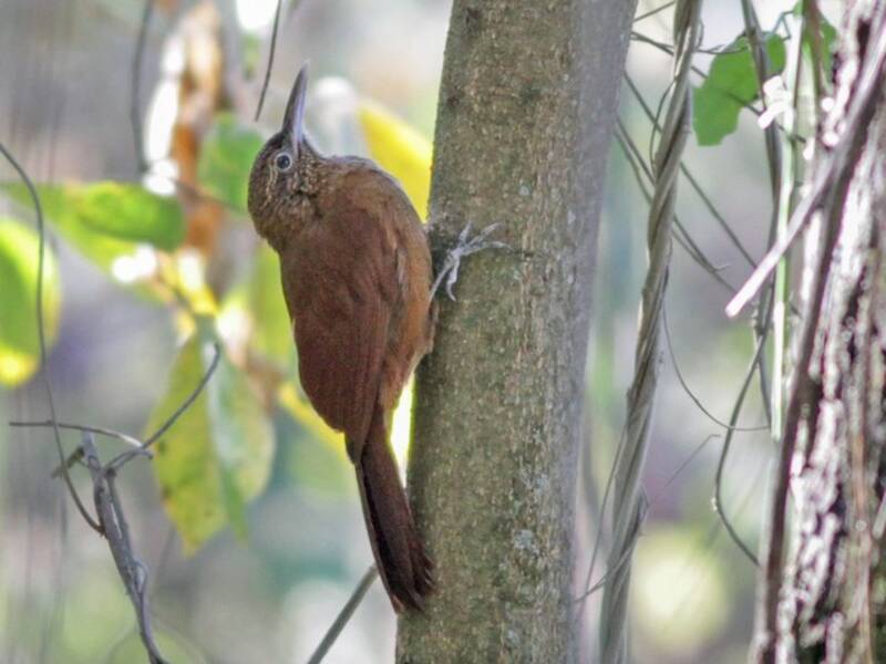 Black-banded Woodcreeper, Photos 4