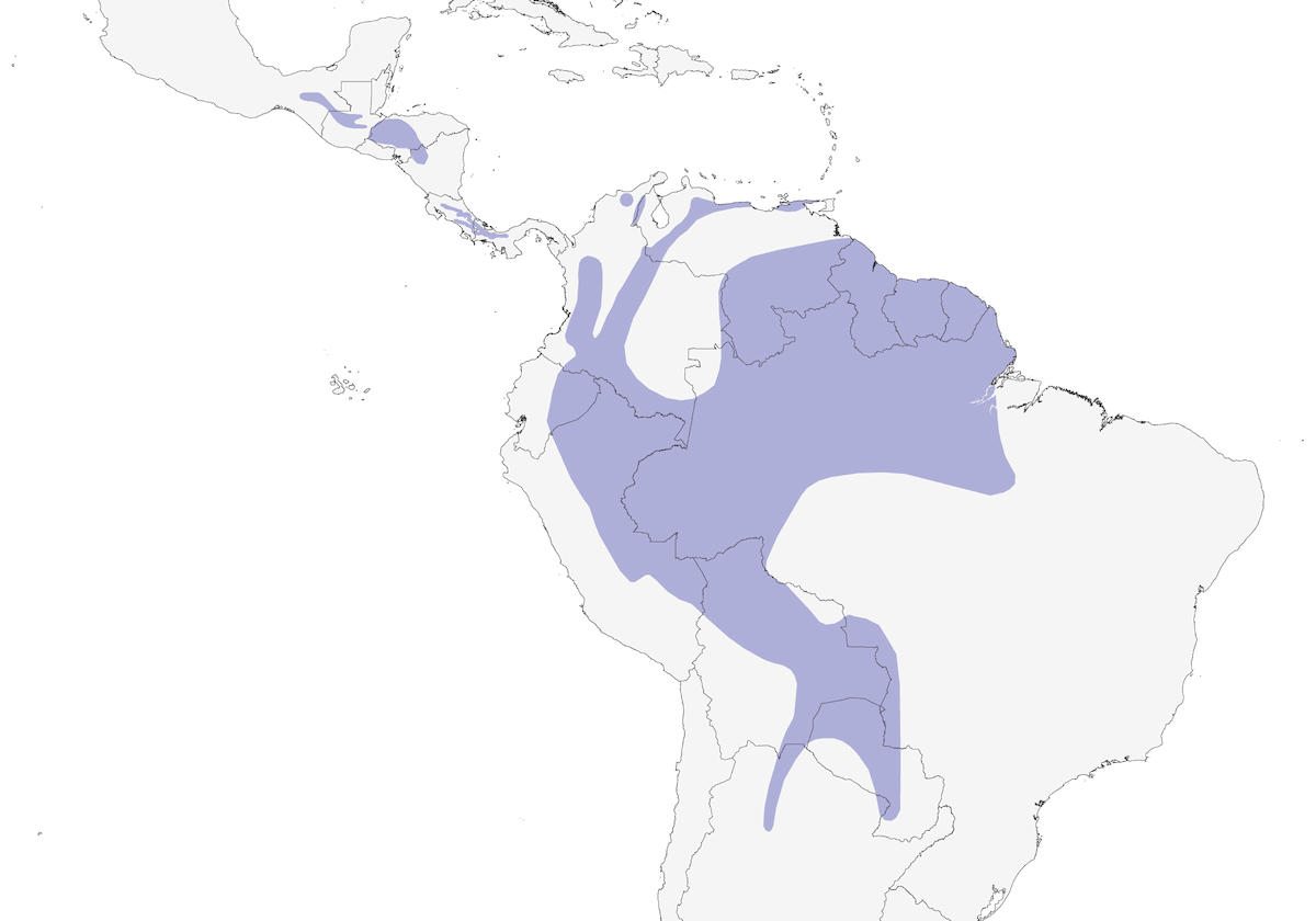 Black-banded Woodcreeper, Distribution 1