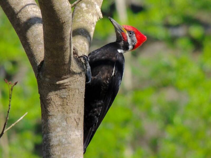 Black-bodied Woodpecker, Photos 2
