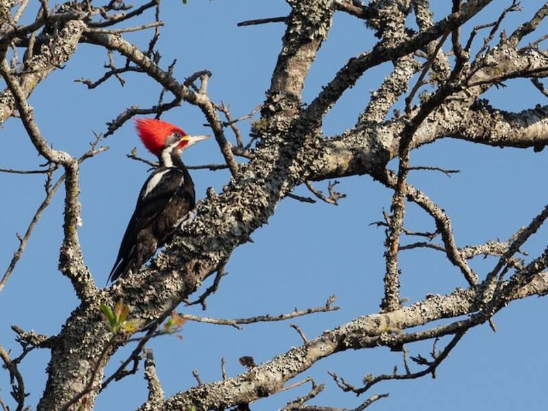 Black-bodied Woodpecker, Photos 4