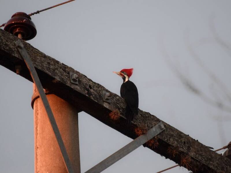 Black-bodied Woodpecker, Photos 3