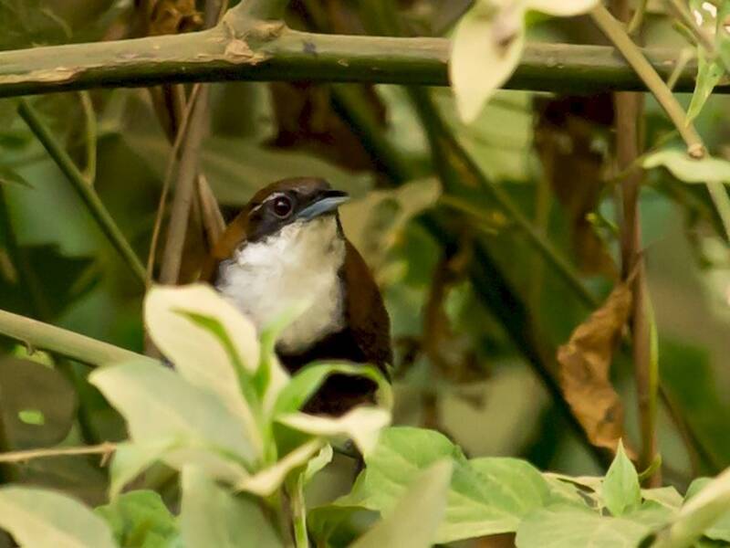 Black-bellied Wren