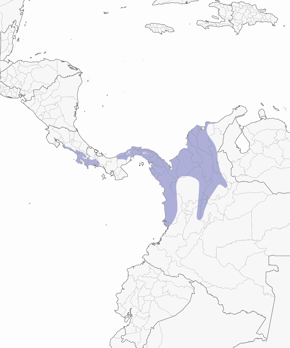 Scricciolo ventrenero, Distribuzione 1