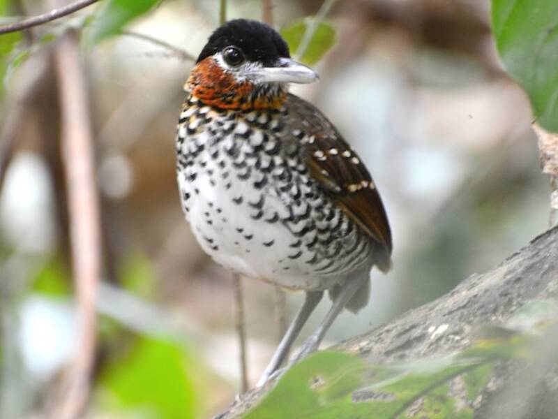 Antpitta coronanera, Foto 2