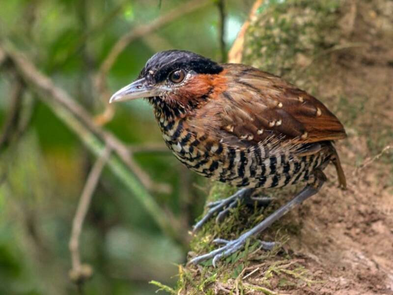 Antpitta coronanera, Foto 3