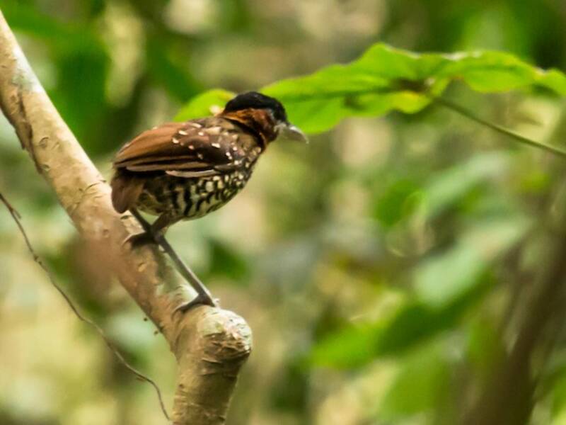 Antpitta coronanera, Foto 4
