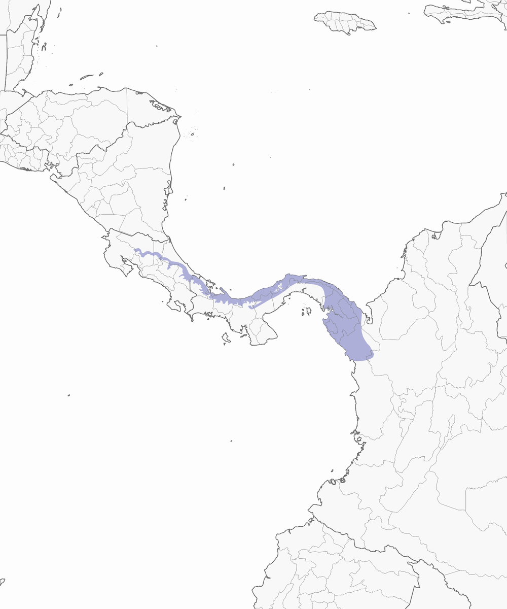 Antpitta coronanera, Distribuzione 1