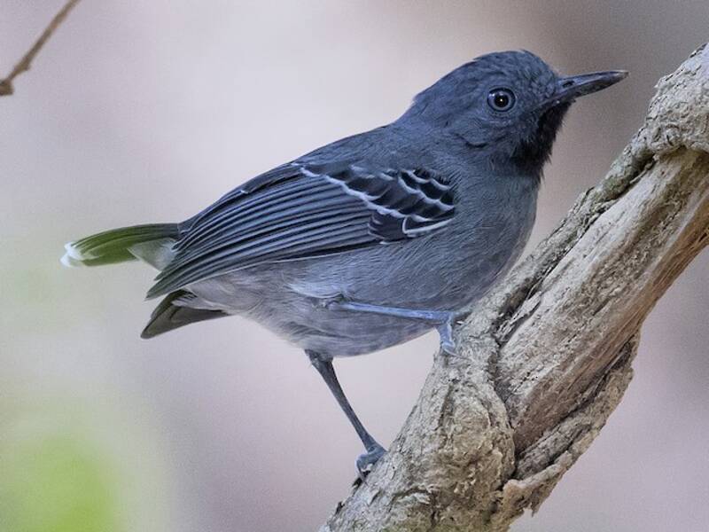 Schwarzkehl-Ameisenvogel, Fotos 2