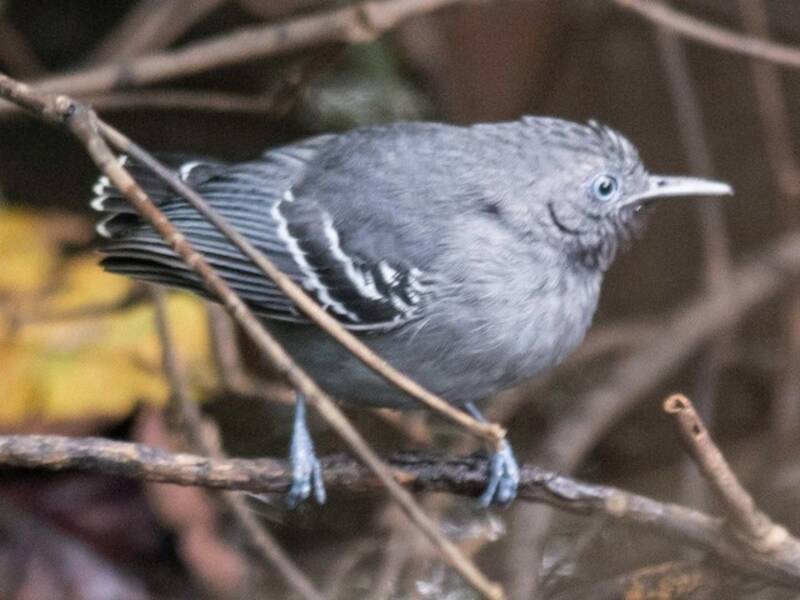 Schwarzkehl-Ameisenvogel, Fotos 4
