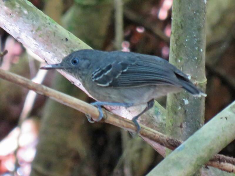 Black-chinned Antbird