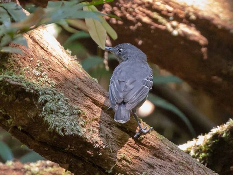 Schwarzkehl-Ameisenvogel, Fotos 3