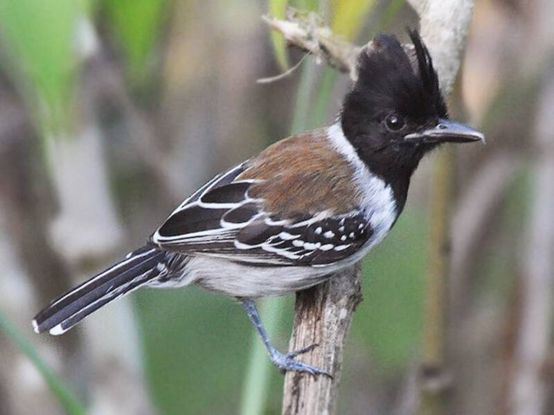 Black-crested Antshrike (Sakesphorus canadensis)