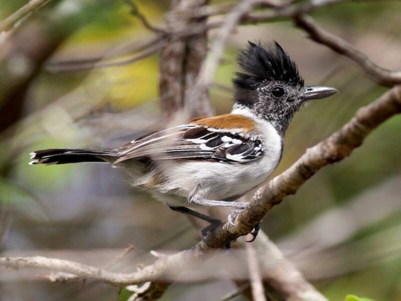 Black-crested Antshrike, Photos 3