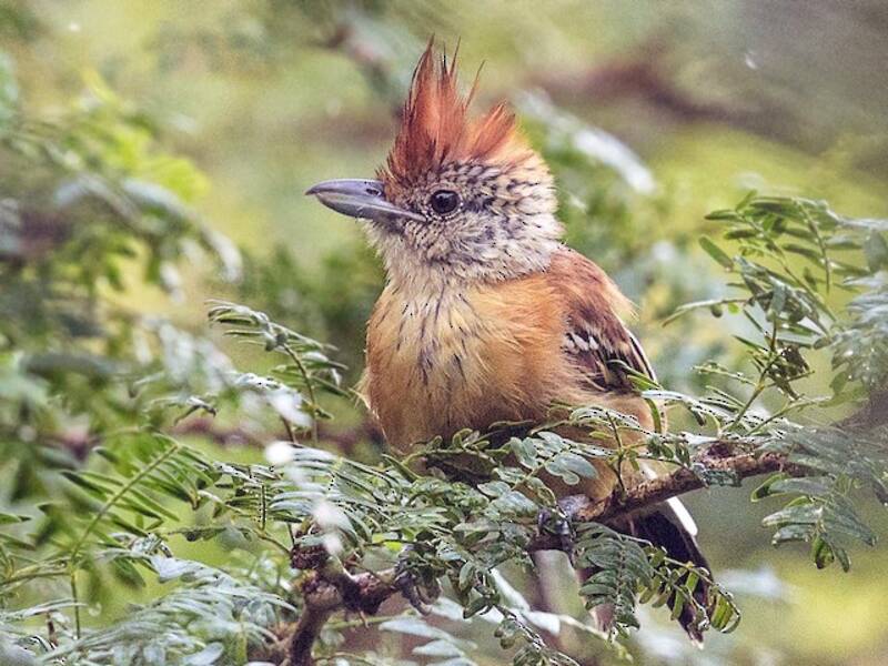 Black-crested Antshrike, Photos 2
