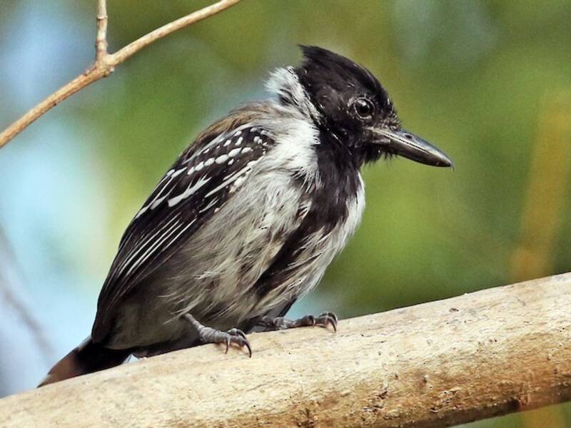 Black-crested Antshrike, Photos 4