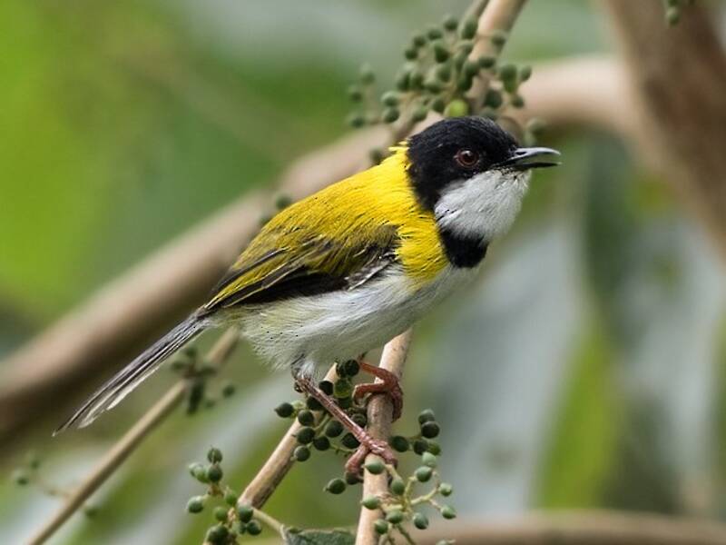 Apalis capinero, Foto 2