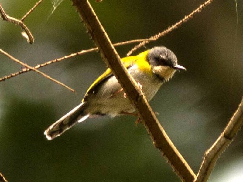 Apalis capinero, Foto 3
