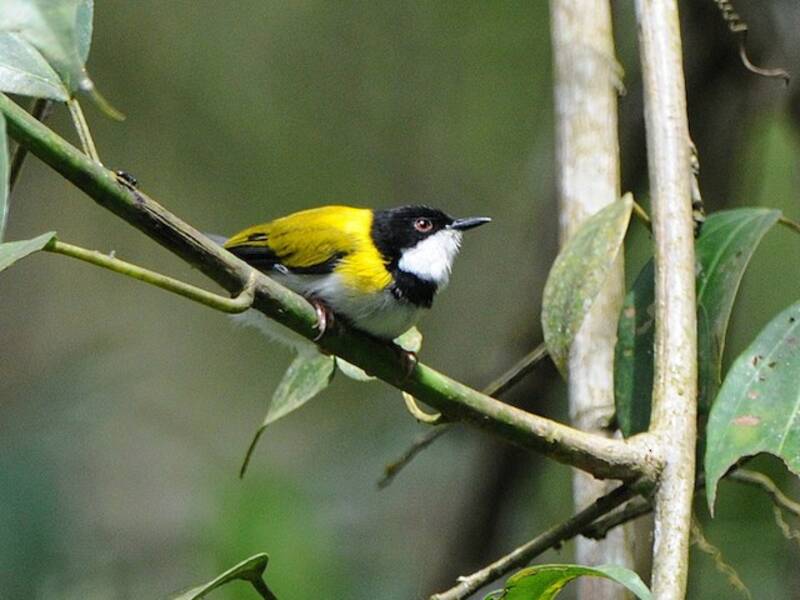 Apalis capinero, Foto 4