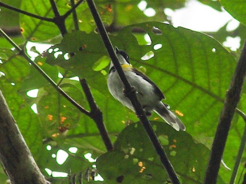 Apalis capinero