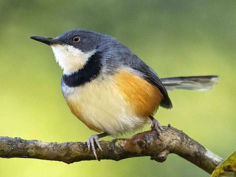 Halsbandapalis, Fotos 4