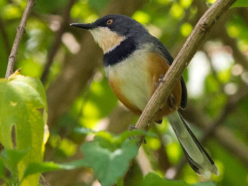 Halsbandapalis