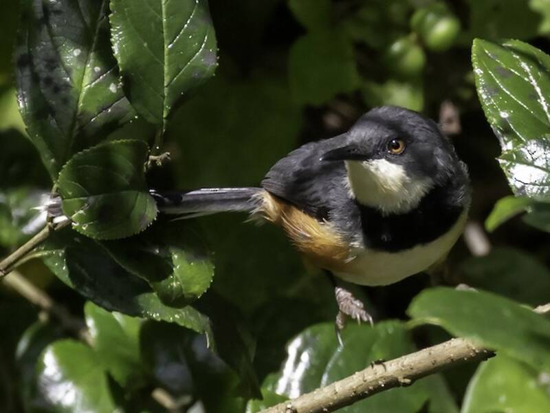 Halsbandapalis, Fotos 3