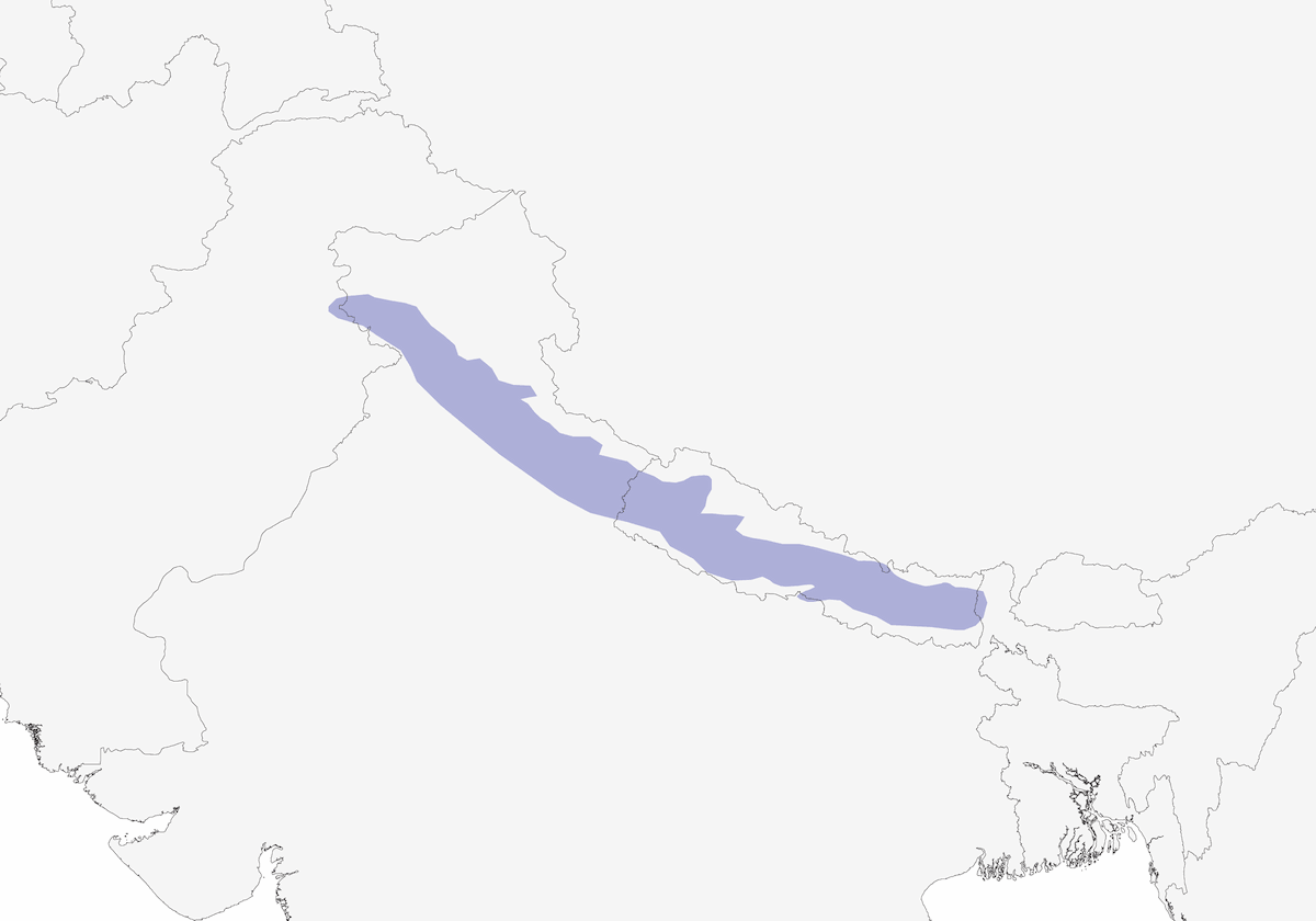 Timalí Barbinegro, Distribución 1