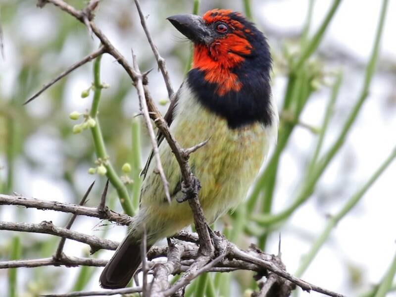 Barbet à collier noir
