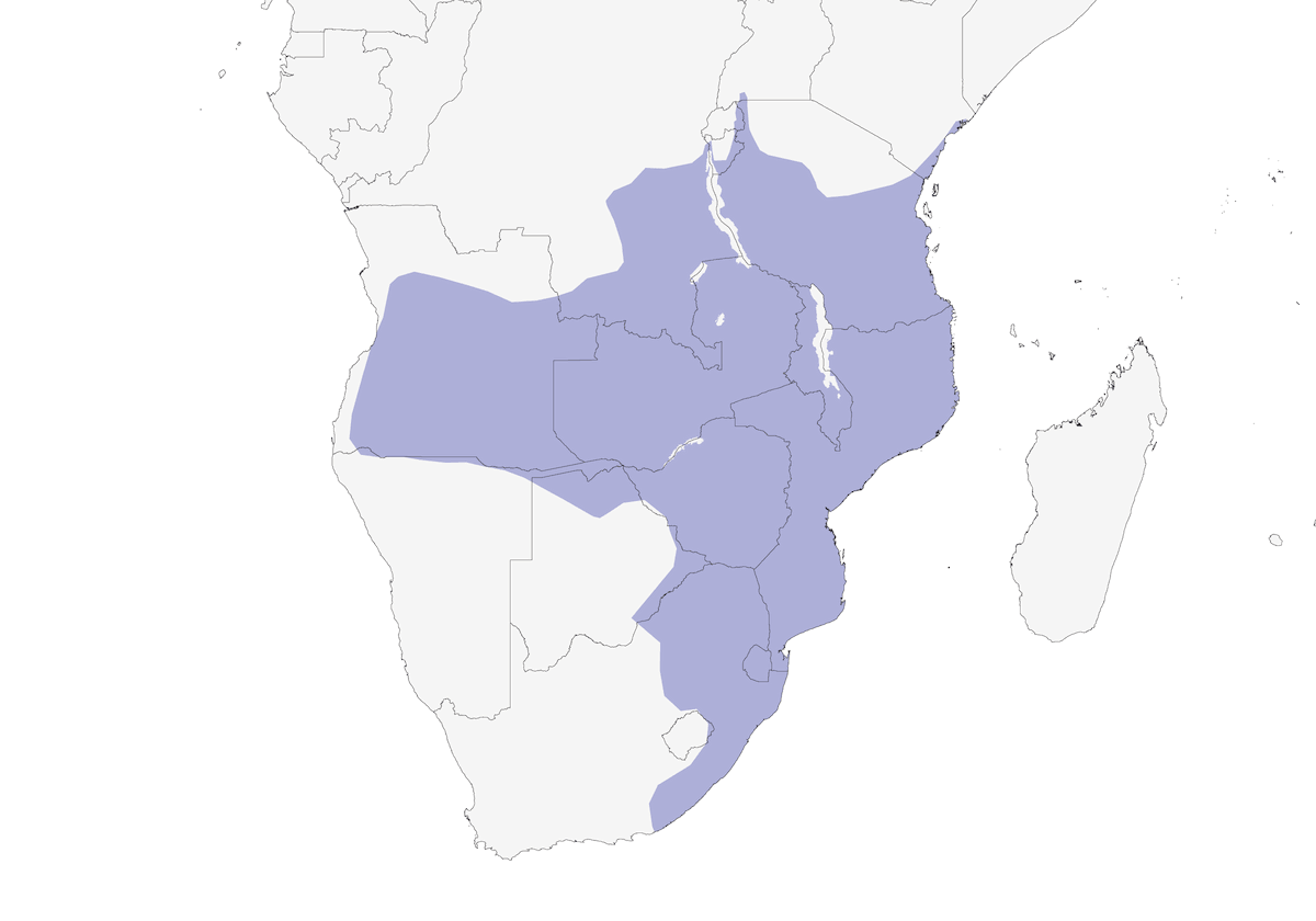 Barbudo Collarinegro, Distribución 1