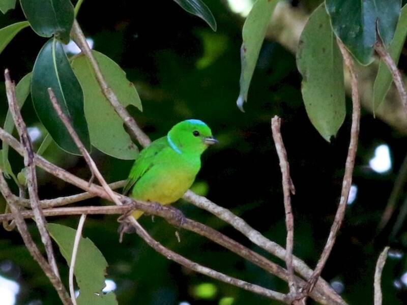 Blaukappen-Chlorophonie, Fotos 4