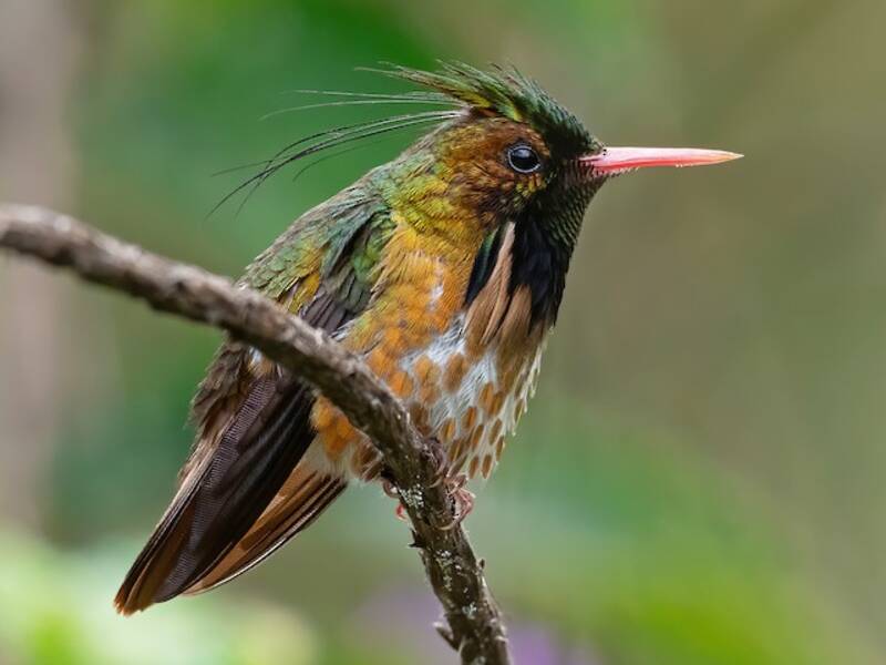 Colibrì coquette crestato nero, Foto 3