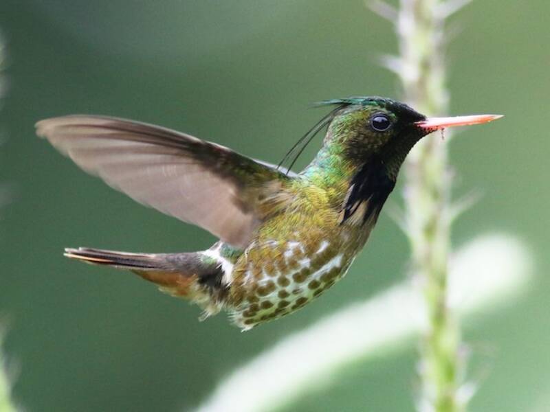 Colibrì coquette crestato nero