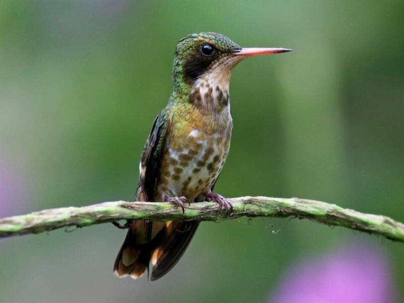 Colibrì coquette crestato nero, Foto 2
