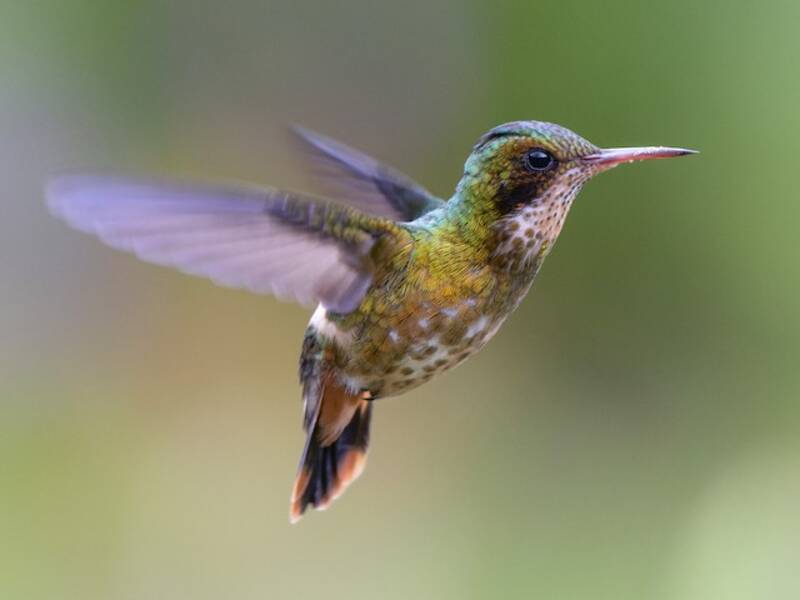 Colibrì coquette crestato nero, Foto 4