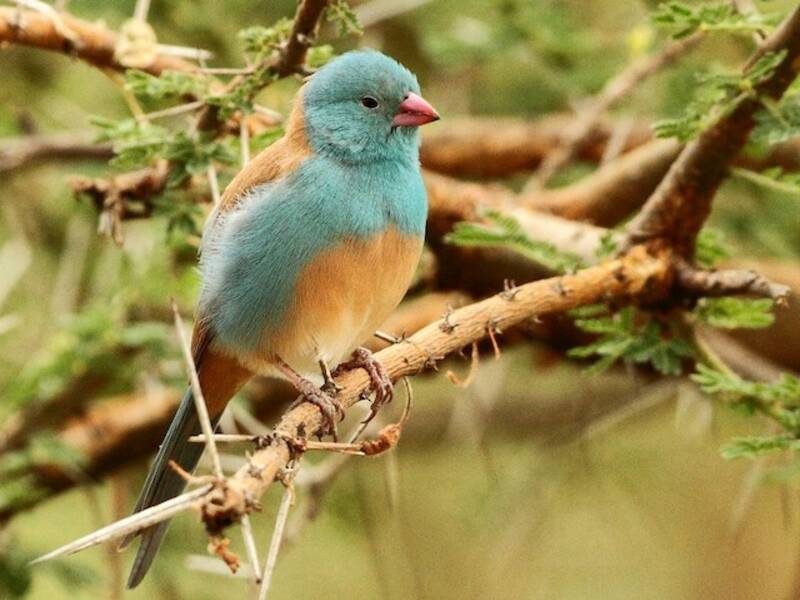Cordonbleu dalla calotta blu