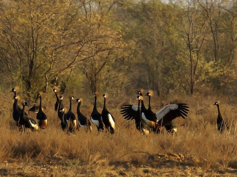 Black Crowned-Crane (Balearica pavonina)