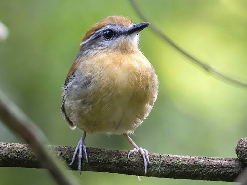 Black-cheeked Gnateater
